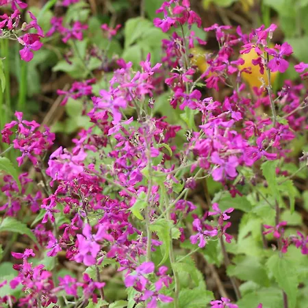 Na Wiedzmiej Gorce *