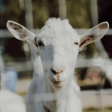 Na Wiedzmiej Gorce Holiday home