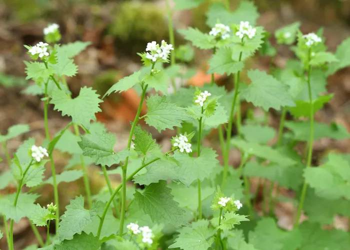 Na Wiedzmiej Gorce Holiday home *