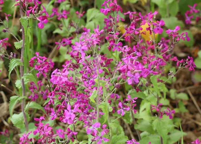 Na Wiedzmiej Gorce *