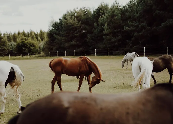 Holiday home Na Wiedzmiej Gorce Kotla