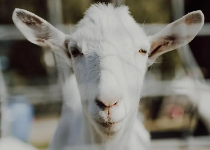 Na Wiedzmiej Gorce Casa vacanze